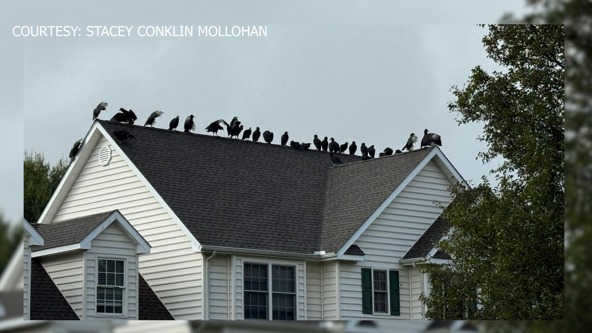 Derbywood neighbors frustrated by vulture invasion